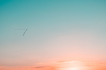 Birds, Sky, Silhouettes, Minimalism, Flight, Gradient HD wallpaper