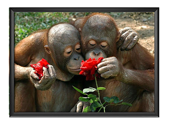 SMELLING THE FLOWERS, FLOWERS, NATURE, SMELLING HD wallpaper