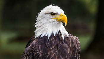 Bald eagle , Ultra , Nature's beauty, Wildlife HD wallpaper