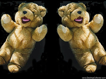 teddy, twins, cute, bear HD wallpaper