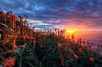 Coastal Flowers, Flowers, Nature, Sunset, Coast HD wallpaper