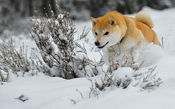 Snow, Shibas HD wallpaper