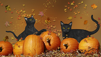 Halloween Cats, halloween, black, leaves, pumpklns, autumn, Cats HD wallpaper