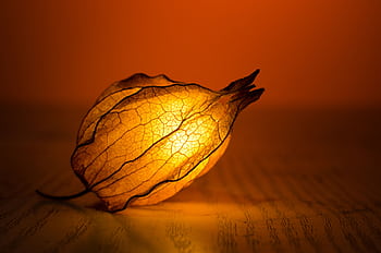 A close-up of a glowing Physalis husk, beautifully backlit to reveal intricate textures. HD wallpaper
