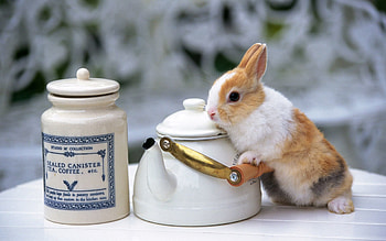 Animals, Beautiful, Table, Rabbit, Kettle, Teapot HD wallpaper