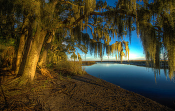 Trees, Nature, , Tree, Branch, Landscape, Morning, River HD wallpaper