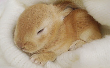 Trumpeting rabbits, Royal stature, Regal elegance, Carrot kingdom HD wallpaper