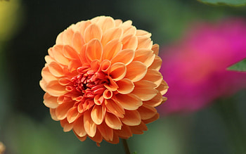 Flower, Macro, Dwarf Dahlia, Georgin Dwarf HD wallpaper
