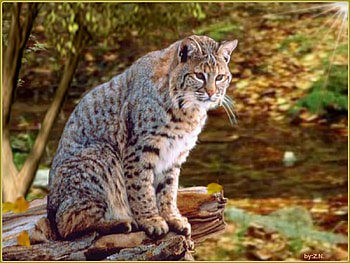 lynx, big cats, trees, autumn HD wallpaper