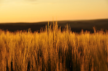 Fields Nature , fields, nature HD wallpaper