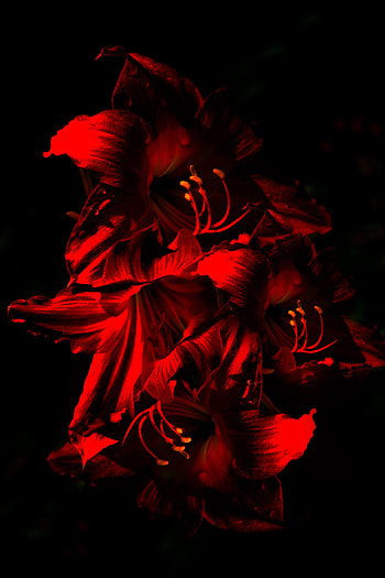 Flowers, Flower, Dark, Bloom, Flowering, Amaryllis HD phone wallpaper