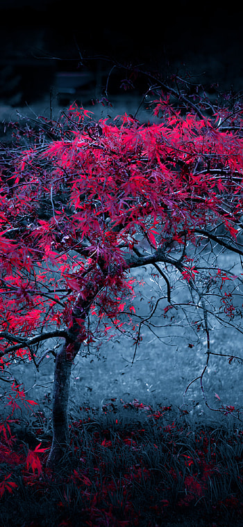 Red Tree, nature, tree HD phone wallpaper