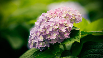 Pink, Flower, Macro, Petals HD wallpaper