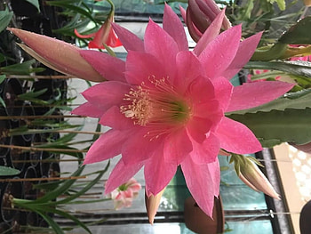 CACTUS FLOWER, FLOWER, NATURE, CACTUS HD wallpaper