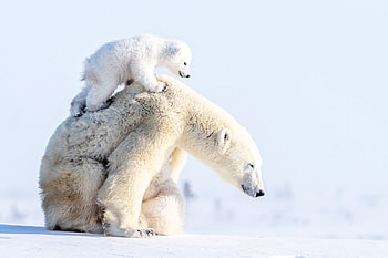 Polar Bear Cub Climbing on top of Mom, nature, cub, polar bear, animals, snow HD wallpaper