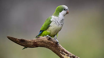 Green White Parrot Bird Is Standing On Tree Branch In Blur Background Birds HD wallpaper