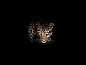 Animals, Jaguar HD wallpaper