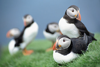 Animals, Birds, Grass, Sky, Dead Ends, Deadlocks HD wallpaper