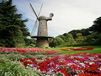 Golden Gate Park, Windmill, Tulips garden HD wallpaper