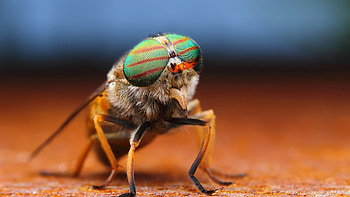 Macro, Eyes, Sight, Opinion, Fly HD wallpaper