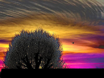 Pigeon Dreams, pink, sky, tree, yellow HD wallpaper