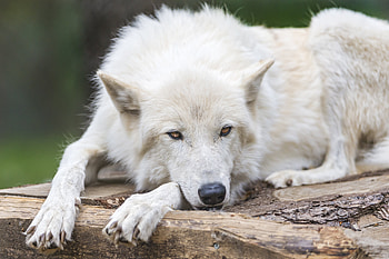 Majestic White Wolf – Animal, Animal, wolf HD wallpaper