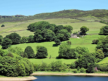 Up the Hill, trees, bushes, grass, sky HD wallpaper