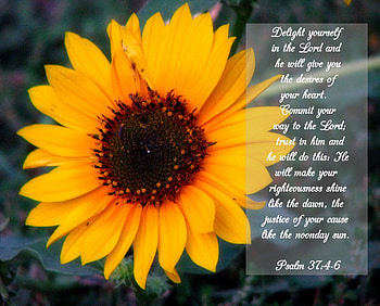Delight yourself in the Lord, sunny, delight, lord, faith, sunflower, warmth, light, brilliant, bright, love, yellow, nature, flowers, happy, forever HD wallpaper