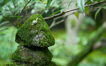 Grass, Stones, Macro, Moss, Snail HD wallpaper