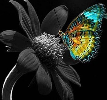 butterfly, white, black, graphy, splash, colors, beautiful, still life, cool HD wallpaper