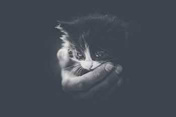 Animals, Hand, Cat, Young, Kitty, Kitten, Bw, Chb, Joey, Small HD wallpaper