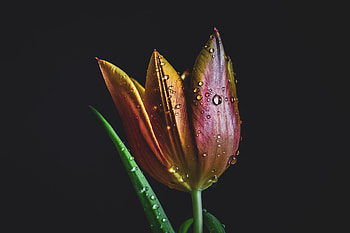 Drops, colorful, tulip HD wallpaper