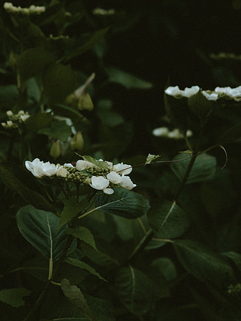 Flowers, Bush, Plant, Bloom, Flowering, Jasmine HD phone wallpaper