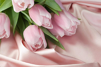 Smooth as silk, delecate, plants, buds, nice, silky, rose, petals, blossoms, bud, splendid, soft, beautiful, pretty, light, nature, flowers, lovely, blooms HD wallpaper