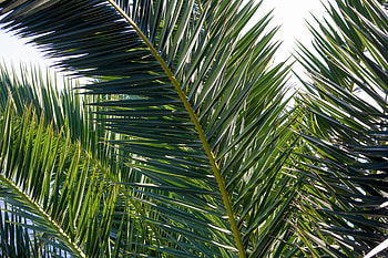 Nature, Plant, Palm, Branches HD wallpaper