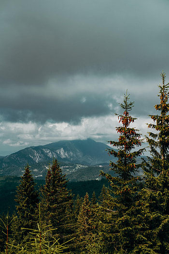 Nature, Trees, Mountains, Clouds, Forest, Fir, Spruce HD phone wallpaper