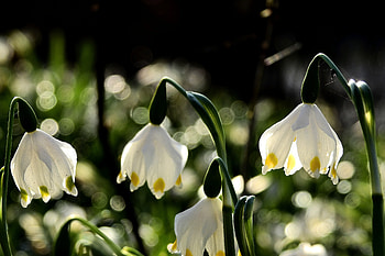Snowdrop, flowers, plants, spring, bokeh HD wallpaper