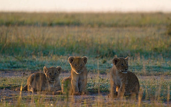 Animals, Grass, Young, Stroll, Cubs, Lion Cubs HD wallpaper