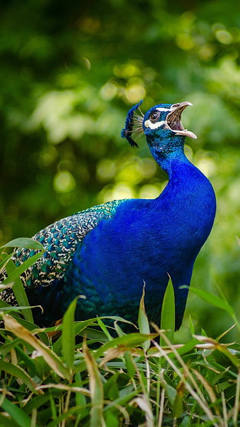 Peacock , Stunning bird, Vibrant colors, Mesmerizing HD phone wallpaper
