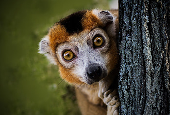 Ring-tailed lemur, animal, wildlife, curious HD wallpaper