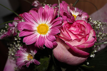 Flowers, Rose Flower, Rose, Close-Up, Bouquet, Gypsophilus, Gipsophile HD wallpaper