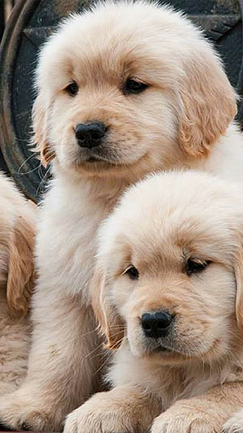 puppy , Stunning clarity, High-definition , graphic beauty HD phone wallpaper