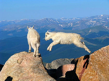 Goat Jump, cool HD wallpaper