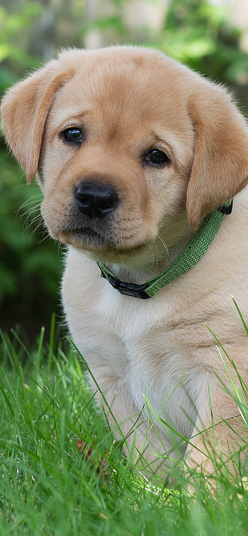 Golden Retriever Puppy — Adorable Muzzle Close-Up, muzzle, baby animal, cute, puppy, dog, Animal, golden retriever HD phone wallpaper