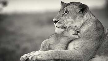 Mother's love, animal, cub, love, mother, lion HD wallpaper