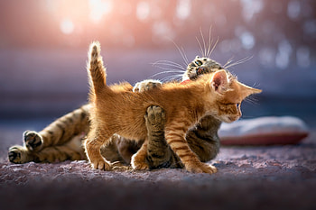 Cute Kittens, cat, kitten, animals HD wallpaper