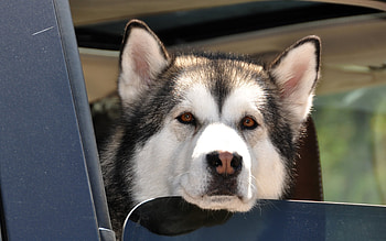 Animals, Dogs HD wallpaper