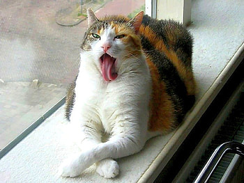 Lazy Cat, cool HD wallpaper