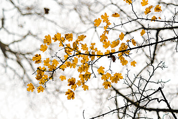 Nature, Autumn, Leaves, Branch, Mainly Cloudy, Overcast HD wallpaper