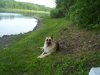 duke, dog, german shepherd HD wallpaper